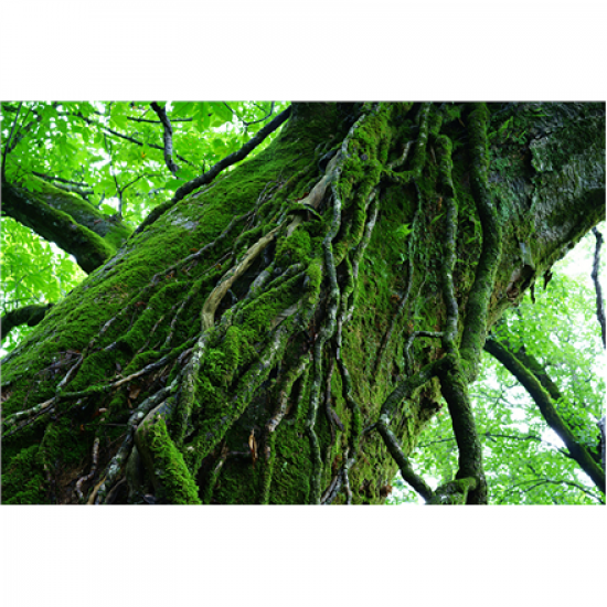 Sony | SEL-55F18Z E 55mm F1.8 portrait lens Zeiss | Sony