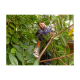 BLACK & DECKER | Hedge trimmer | BEHTS451-QS | 550 W