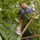 BLACK & DECKER | Hedge trimmer, BEHTS501-QS, 600 W